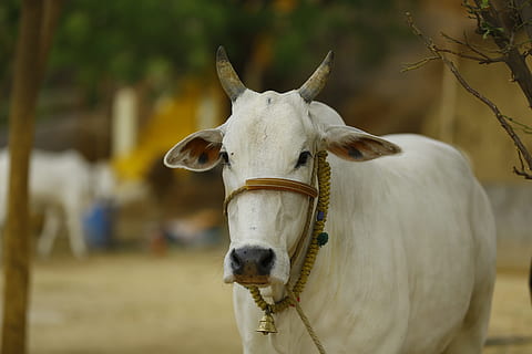 Khillari Cattle